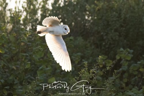 24 August 2026 - Near Whitehaven, Cumbria - Barn Owl