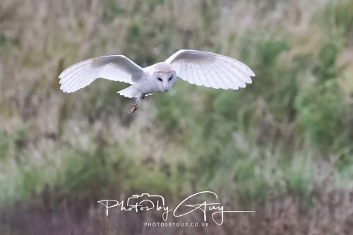 29 August 2026 - Near Whitehaven, West Cumbria - Barn owl 