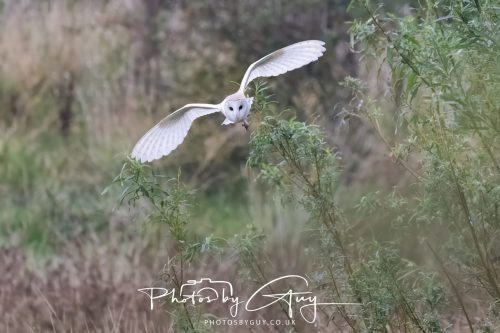 29 August 2026 - Near Whitehaven, West Cumbria - Barn owl 