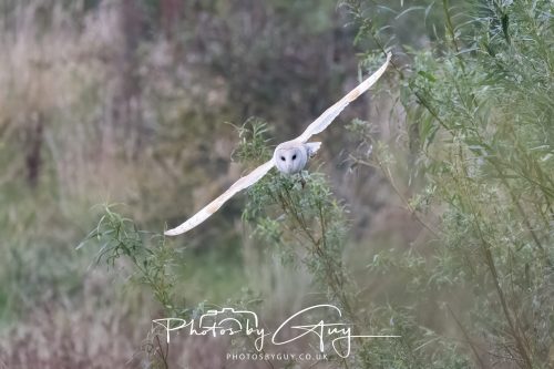 29 August 2026 - Near Whitehaven, West Cumbria - Barn owl 