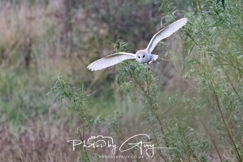29 August 2026 - Near Whitehaven, West Cumbria - Barn owl 