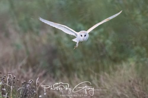 29 August 2026 - Near Whitehaven, West Cumbria - Barn owl 