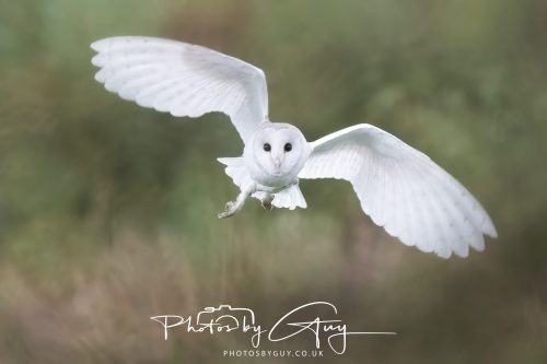 29 August 2026 - Near Whitehaven, West Cumbria - Barn owl 