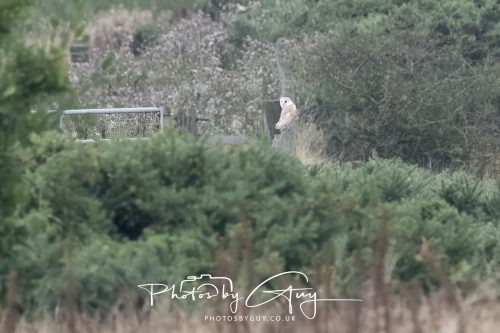 29 August 2026 - Near Whitehaven, West Cumbria - Barn owl 