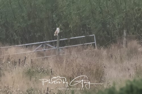 29 August 2026 - Near Whitehaven, West Cumbria - Barn owl 
