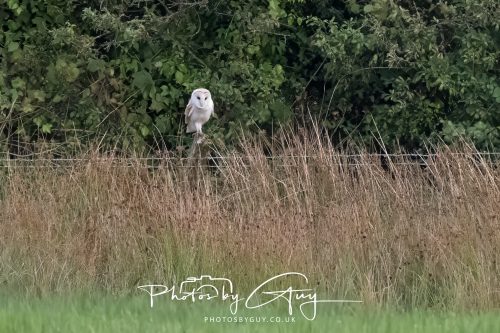 06 September 2026 - Near to Whitehaven, Cumbria - Barn Owl