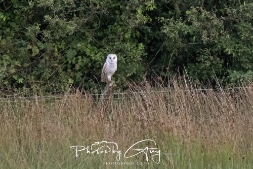 06 September 2026 - Near to Whitehaven, Cumbria - Barn Owl