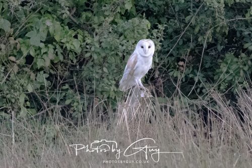 31 August 2026 - Near to Whitehaven, West Cumbria - Barn Owl on a very windy night