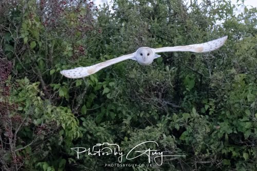 31 August 2026 - Near to Whitehaven, West Cumbria - Barn Owl on a very windy night