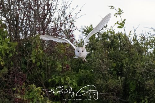 06 September 2026 - Near to Whitehaven, Cumbria - Barn Owl