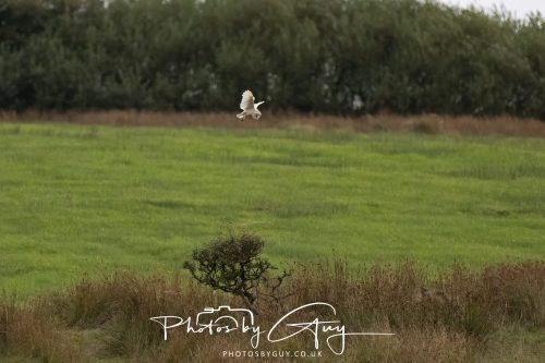 06 September 2026 - Near to Whitehaven, Cumbria - Barn Owl