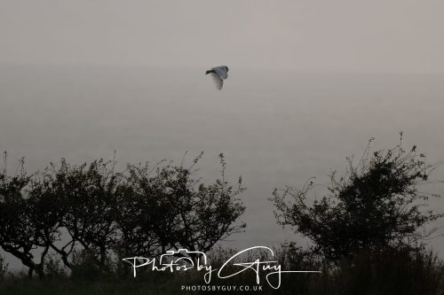 31 August 2026 - Near to Whitehaven, West Cumbria - Barn Owl on a very windy night