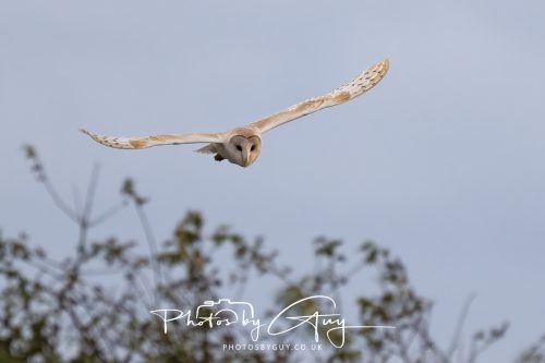 06 September 2026 - Near to Whitehaven, Cumbria -Barn Owl