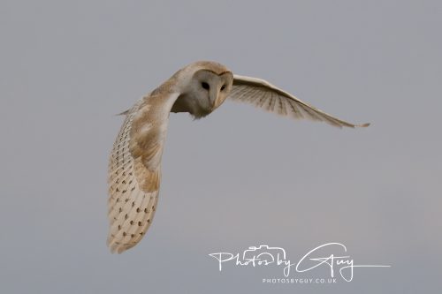 31 August 2026 - Near to Whitehaven, West Cumbria - Barn Owl on a very windy night