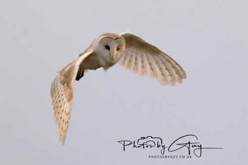 31 August 2026 - Near to Whitehaven, West Cumbria - Barn Owl on a very windy night