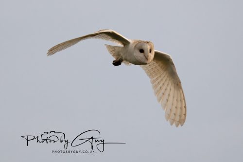31 August 2026 - Near to Whitehaven, West Cumbria - Barn Owl on a very windy night