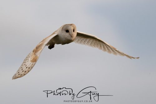 31 August 2026 - Near to Whitehaven, West Cumbria - Barn Owl on a very windy night