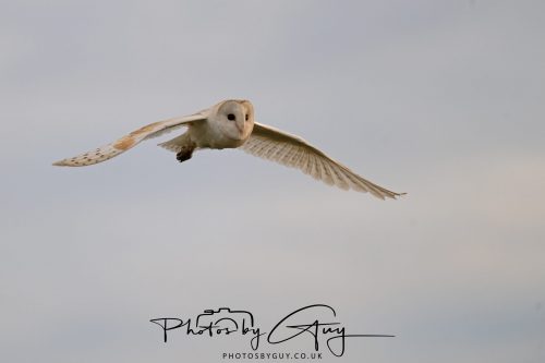 31 August 2026 - Near to Whitehaven, West Cumbria - Barn Owl on a very windy night