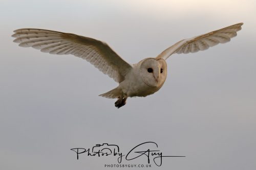 31 August 2026 - Near to Whitehaven, West Cumbria - Barn Owl on a very windy night