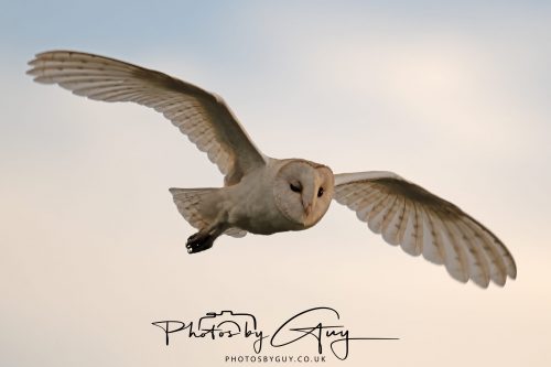 31 August 2026 - Near to Whitehaven, West Cumbria - Barn Owl on a very windy night