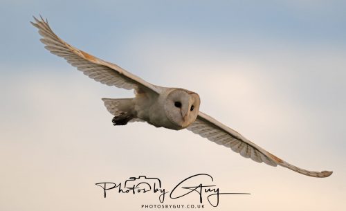 31 August 2026 - Near to Whitehaven, West Cumbria - Barn Owl on a very windy night