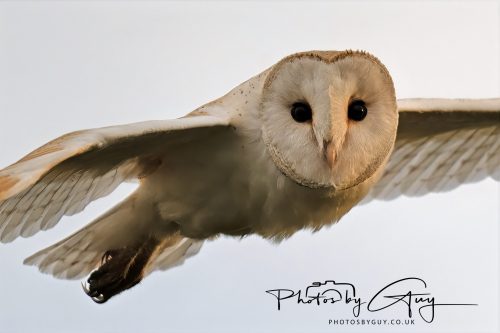 31 August 2026 - Near to Whitehaven, West Cumbria - Barn Owl on a very windy night