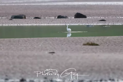19 April 2026 - Kilchatten and Glencallum Bay - Isle of Bute-red-Little Egret