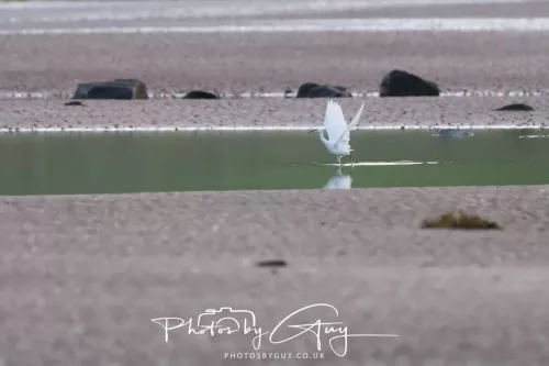 19 April 2026 - Kilchatten and Glencallum Bay - Isle of Bute-red-Little egret