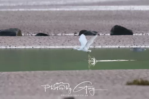 19 April 2026 - Kilchatten and Glencallum Bay - Isle of Bute-red-Little egret