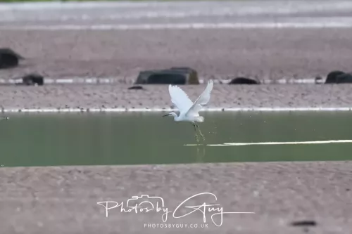 19 April 2026 - Kilchatten and Glencallum Bay - Isle of Bute-red-Little egret