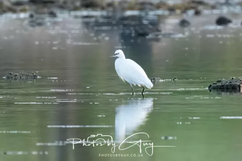 19 April 2026 - Kilchatten and Glencallum Bay - Isle of Bute-red-Little egret