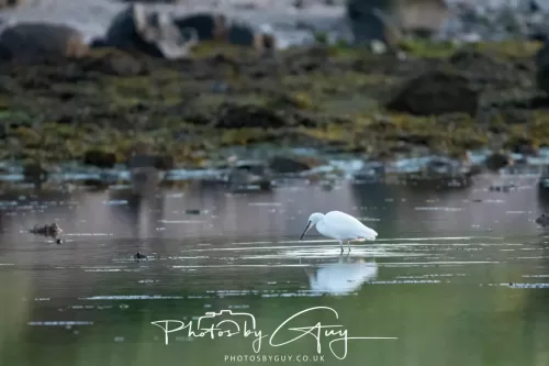 19 April 2026 - Kilchatten and Glencallum Bay - Isle of Bute-red-little egret