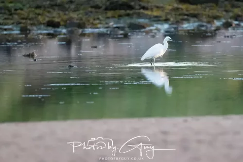 19 April 2026 - Kilchatten and Glencallum Bay - Isle of Bute-red-little egret