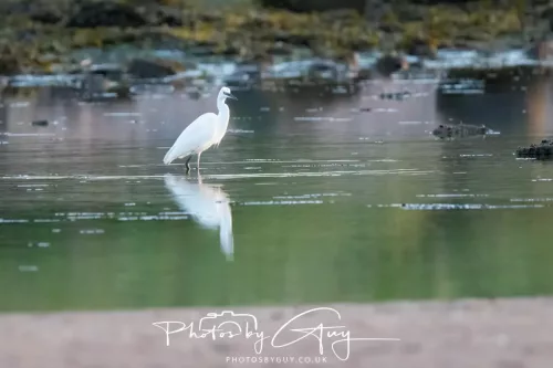 19 April 2026 - Kilchatten and Glencallum Bay - Isle of Bute-red-Little egret