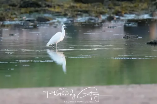 19 April 2026 - Kilchatten and Glencallum Bay - Isle of Bute-red-Little egret