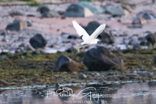 19 April 2026 - Kilchatten and Glencallum Bay - Isle of Bute-red-Little egret
