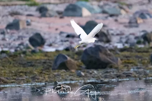 19 April 2026 - Kilchatten and Glencallum Bay - Isle of Bute-red-Little egret