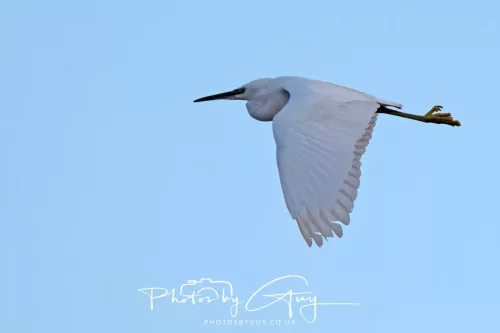 19 April 2026 - Kilchatten and Glencallum Bay - Isle of Bute-red-little egret