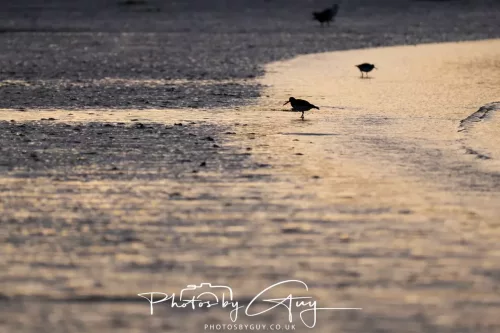 19 April 2026 - Kilchatten and Glencallum Bay - Isle of Bute-red-