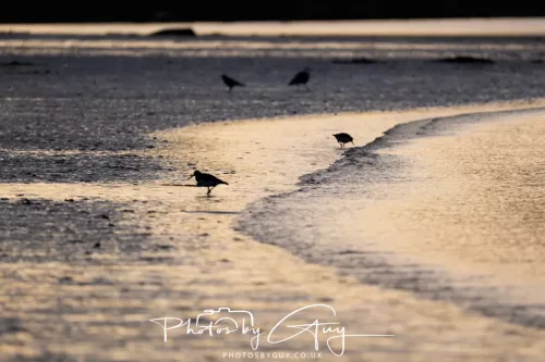 19 April 2026 - Kilchatten and Glencallum Bay - Isle of Bute-red-