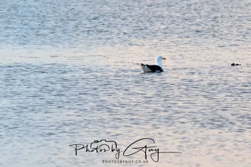 19 April 2026 - Kilchatten and Glencallum Bay - Isle of Bute-red-BB Gull