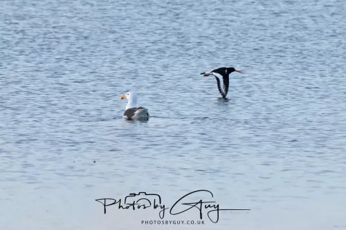 19 April 2026 - Kilchatten and Glencallum Bay - Isle of Bute-red-BB Gull and Oyster catcher