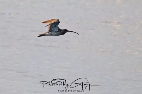 19 April 2026 - Kilchatten and Glencallum Bay - Isle of Bute-red-Curlew