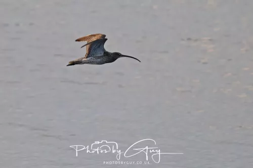19 April 2026 - Kilchatten and Glencallum Bay - Isle of Bute-red-Curlew