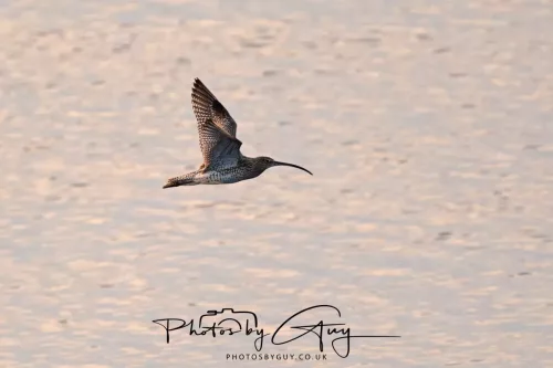19 April 2026 - Kilchatten and Glencallum Bay - Isle of Bute-red-Curlew-2