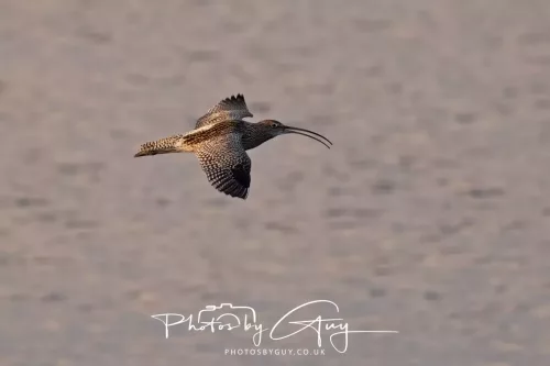 19 April 2026 - Kilchatten and Glencallum Bay - Isle of Bute-red-Curlew