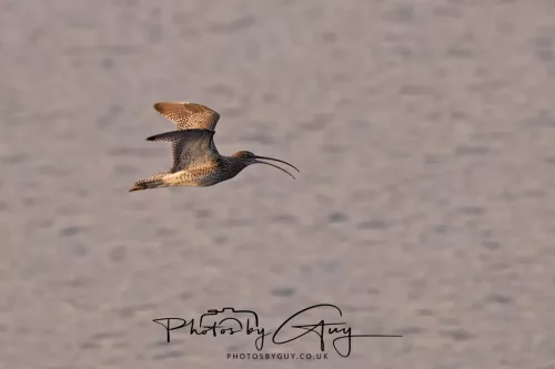 19 April 2026 - Kilchatten and Glencallum Bay - Isle of Bute-red-Curlew