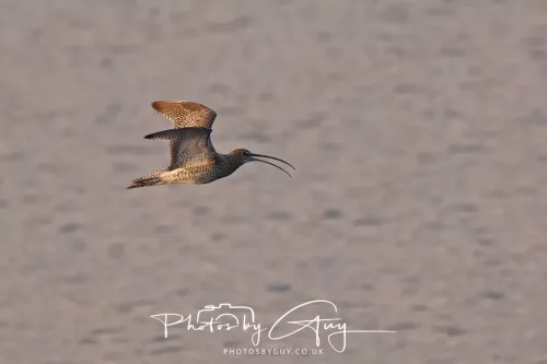 19 April 2026 - Kilchatten and Glencallum Bay - Isle of Bute-red-Curlew