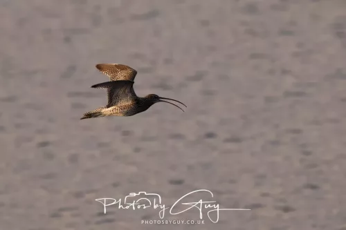 19 April 2026 - Kilchatten and Glencallum Bay - Isle of Bute-red-Curlew