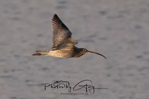 19 April 2026 - Kilchatten and Glencallum Bay - Isle of Bute-red-Curlew
